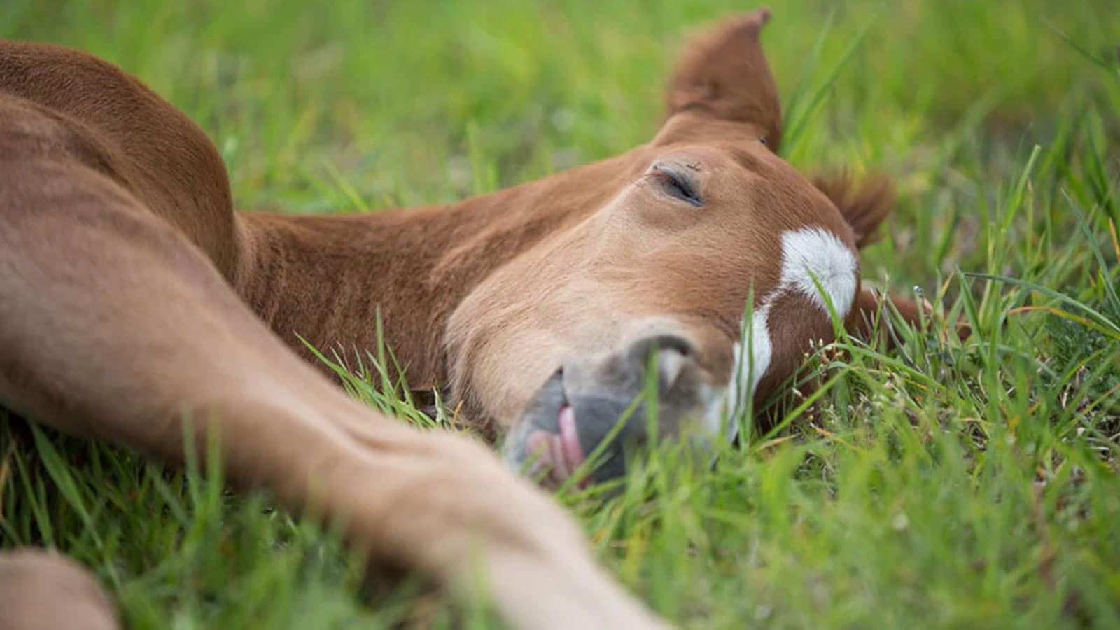 horse sleeping horse sleeping