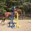 Griffin Hunter Jumper