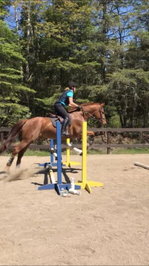 Griffin Hunter Jumper