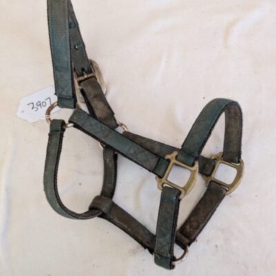 Green and Black Halter Pony