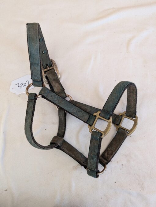 Green and Black Halter Pony