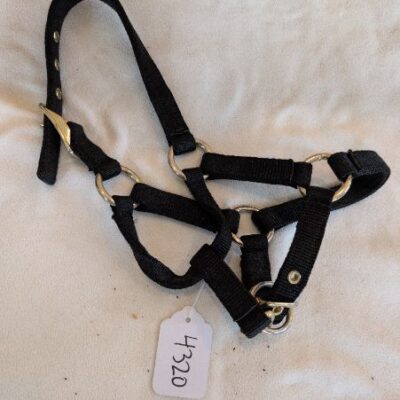 Shedrow Black Foal Halter