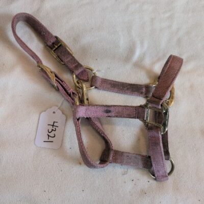Shedrow Pink Foal Halter
